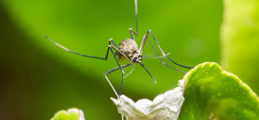 Natural Outdoor Mosquito Repellent in White Lake