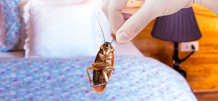 Bed Bug Inspection in White Lake