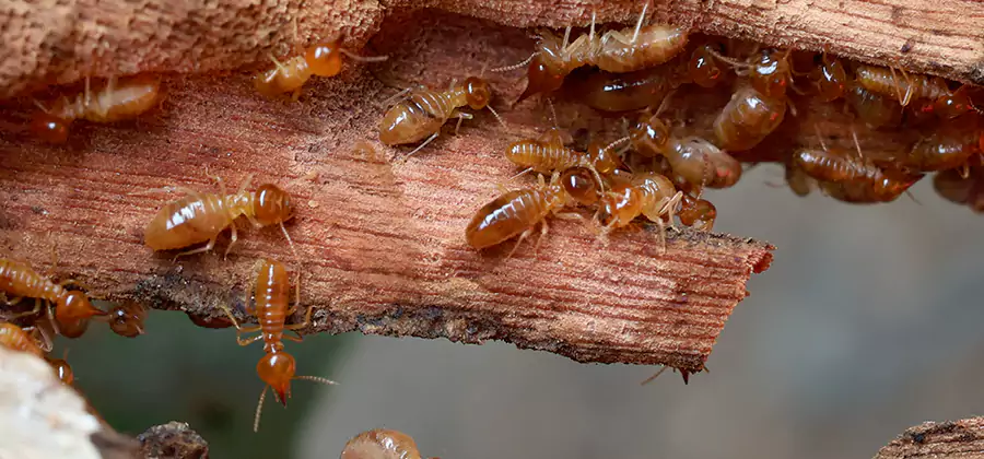 Termite Pest Management in White Lake