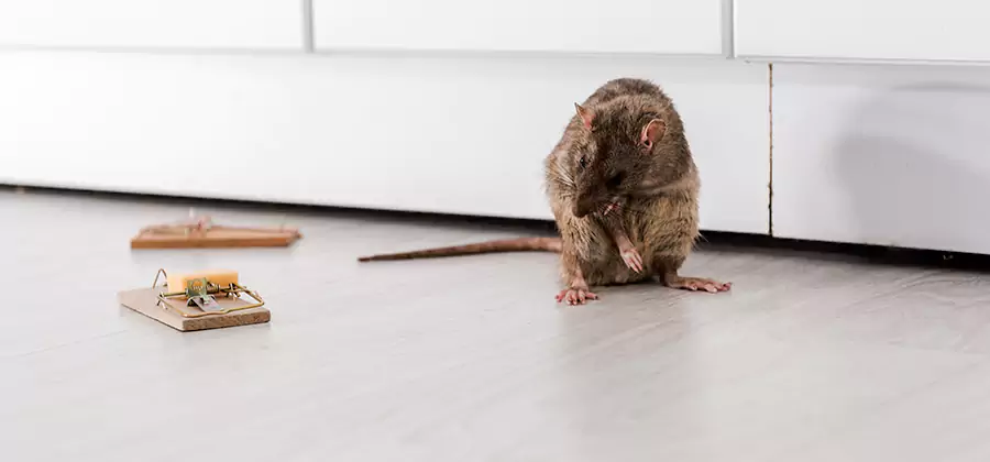 Rat Baiting Removal Service in White Lake