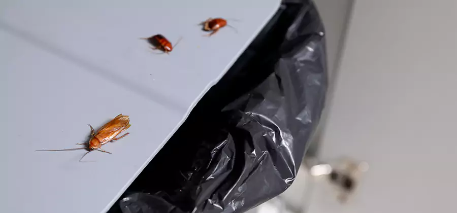 German Roach Pest Control in White Lake