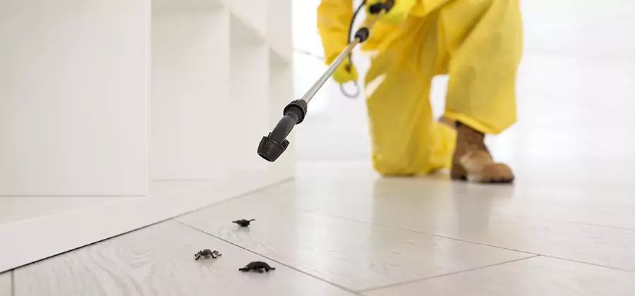 Roach and Bed Bug Exterminator in White Lake