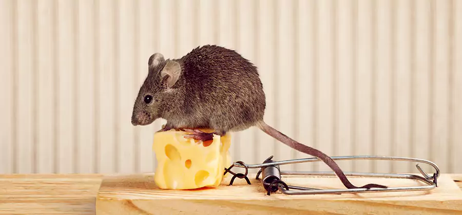 Commercial Rodent Exclusion Services in White Lake