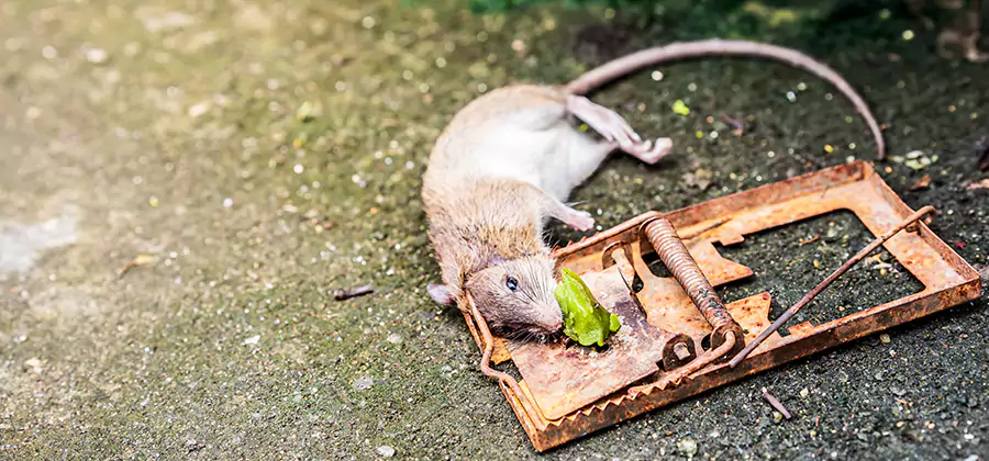 Rat Trapping in White Lake