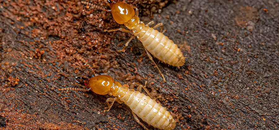Sentricon Residential Termite Control in White Lake