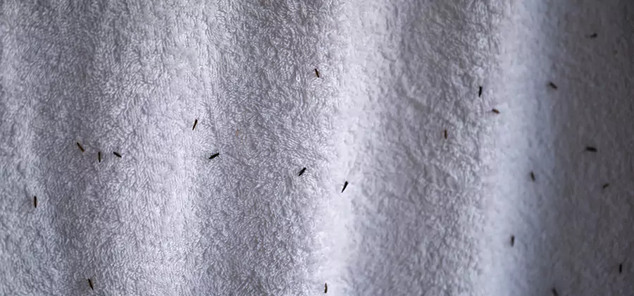 Small Black Ants in Bathroom Treatment in White Lake