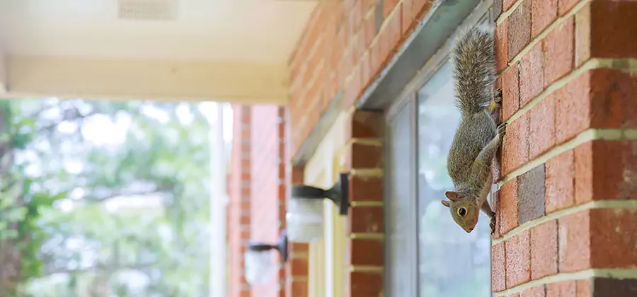 Squirrel Inside Walls Removal in White Lake