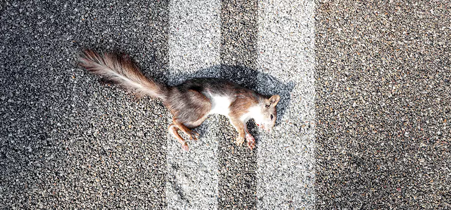 Dead Squirrel Removal in White Lake
