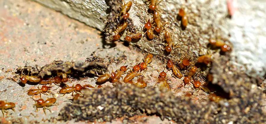 Wood Treatment and Localized Termite Solutions in White Lake