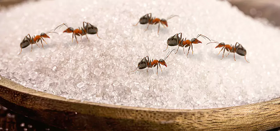 Indoor Sugar Ant Treatment in White Lake