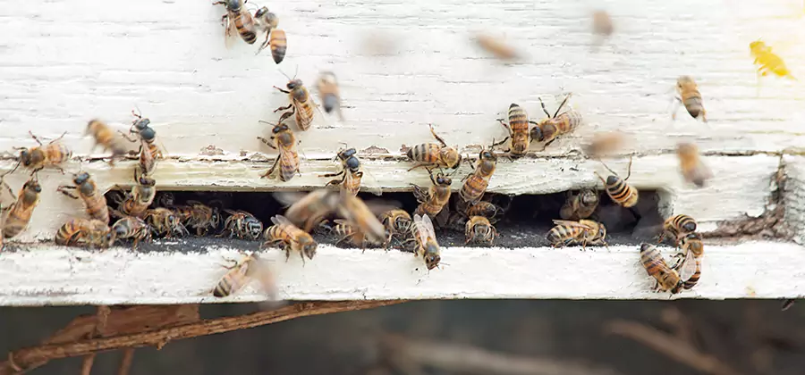 Residential Termite Fumigation in White Lake