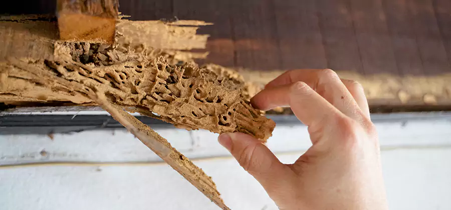 Pre-Purchase Termite Inspection in White Lake