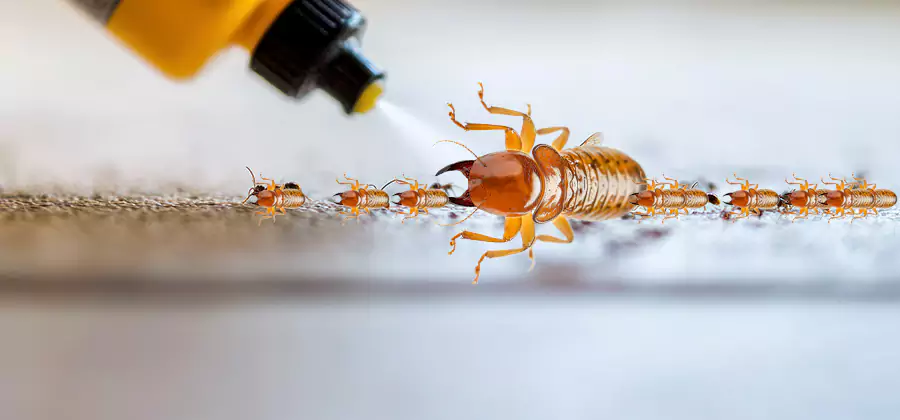Foundation Termite Spraying Control in White Lake