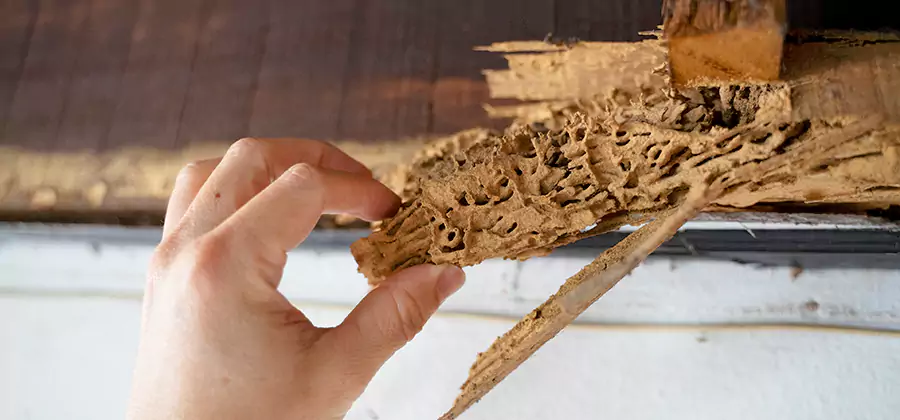Pre-Construction Termite Treatment in White Lake