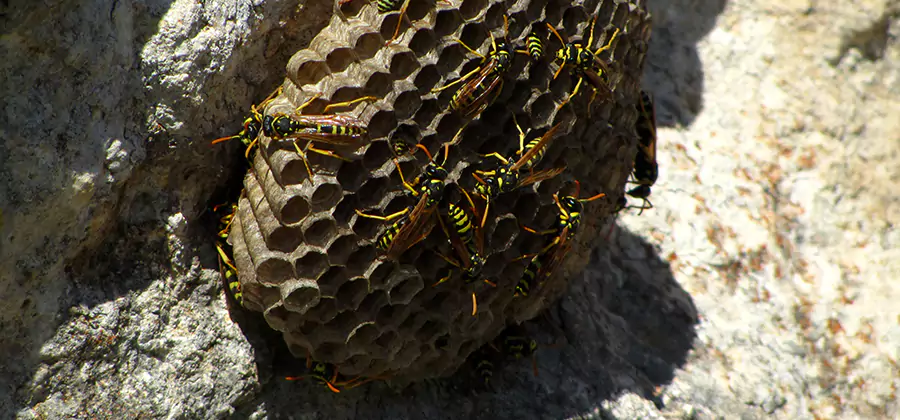 Wasp Nest in Tree Removal White Lake