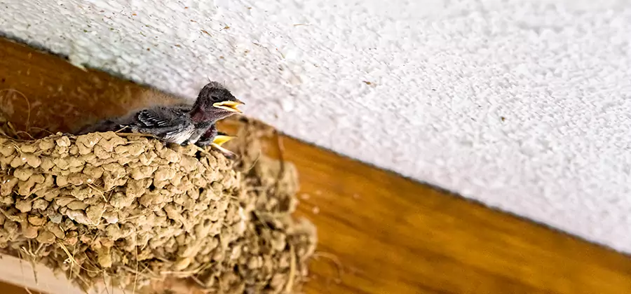 Bird Removal From House in White Lake