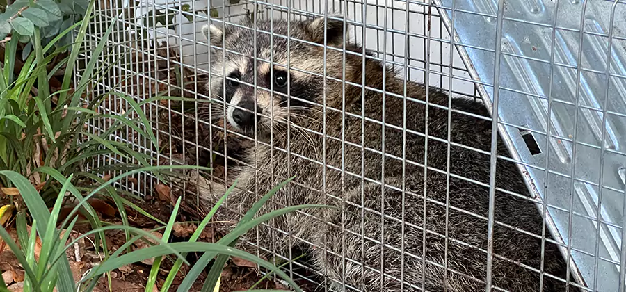 Wildlife Relocation Services in White Lake