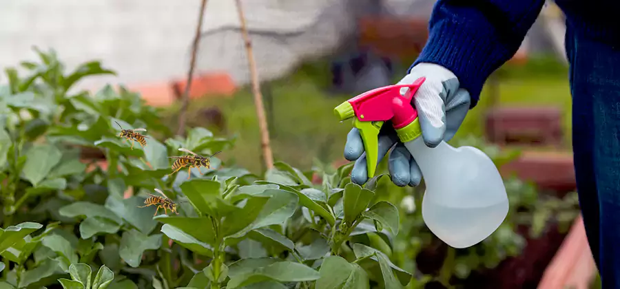 Yellow Jacket Pest Removal for Commercial Properties in White Lake
