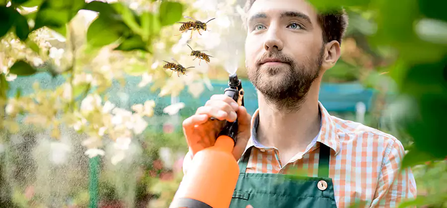 Yellow Jacket Wasp Removal in White Lake