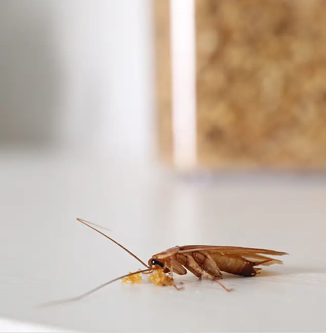 Why White Lake Pest Control Pro Stands Out in White Lake, MI?