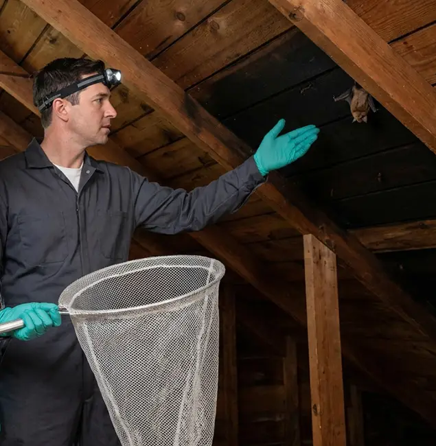 Why White Lake Pest Control Pro Is the Right Choice in White Lake, MI?