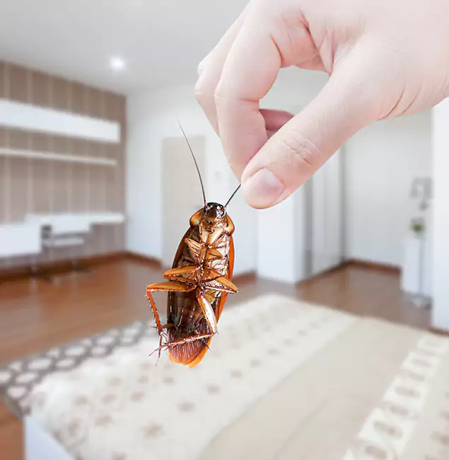 Why White Lake Pest Control Pro Stand Out for Bed Bug Fumigation in White Lake, MI?