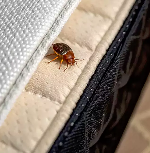 Why Choose White Lake Pest Control Pro for Bed Bug Treatment at Home in White Lake, MI?