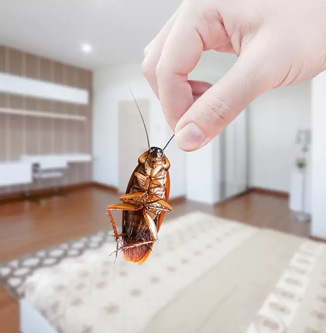 Why White Lake Pest Control Pro Stand Out For Bed Bug Inspection in White Lake, MI?