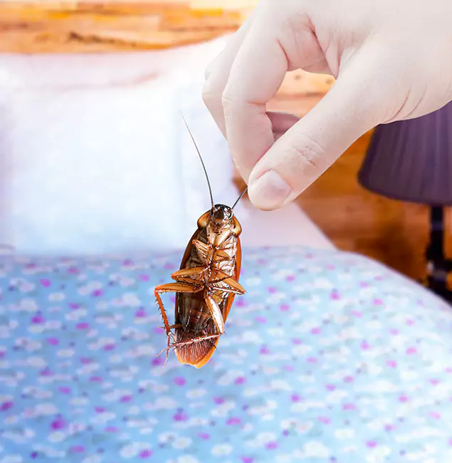 Why Choose White Lake Pest Control Pro for Bed Bug Treatment in White Lake, MI?