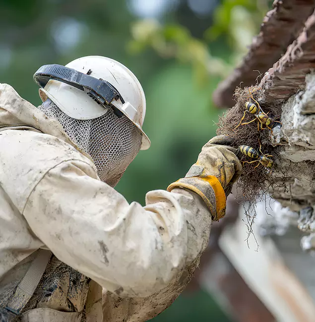 Why White Lake Property Owners Choose White Lake Pest Control Pro for Bee Exterminator?