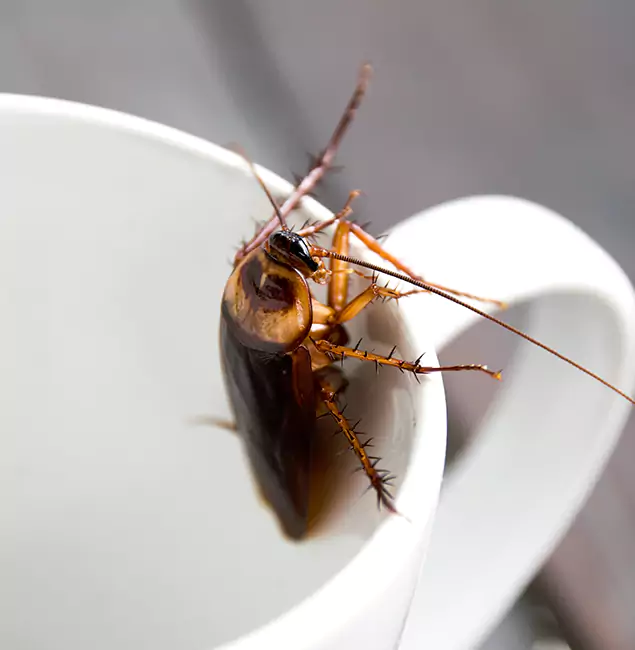Why White Lake, MI Residents Trust White Lake Pest Control Pro for Cockroach Fumigation?