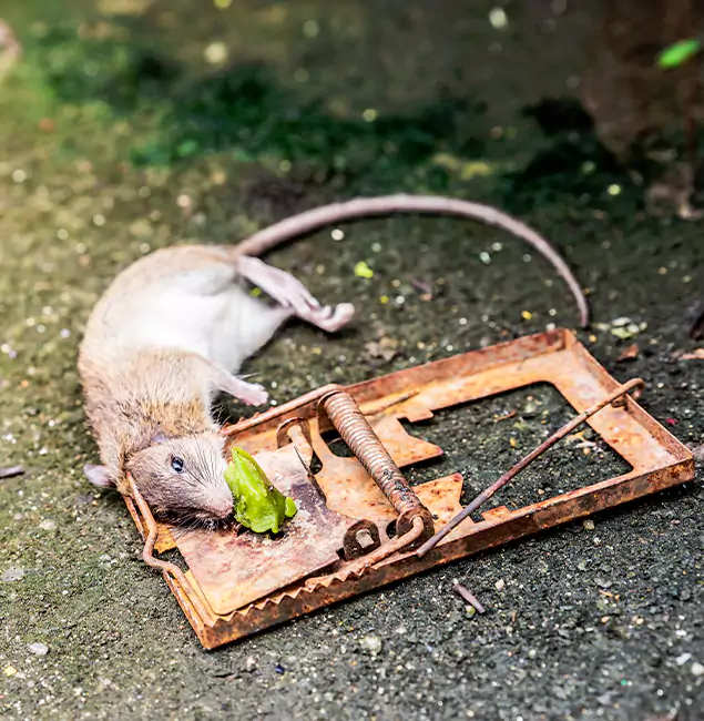 Why White Lake, MI Homeowners Trust White Lake Pest Control Pro for Rodent Removal?