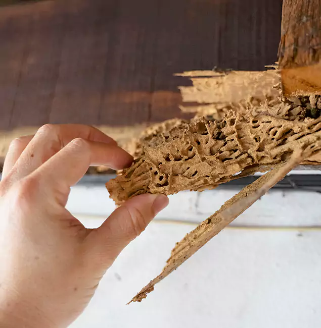 Why Choose White Lake Pest Control Pro in White Lake, MI?