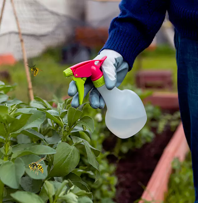 Why White Lake Homeowners Choose White Lake Pest Control Pro for Honey Bee Removal?
