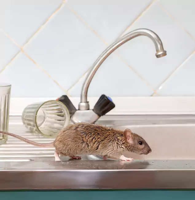 Why White Lake, MI Trusts White Lake Pest Control Pro for Humane Rodent Control?