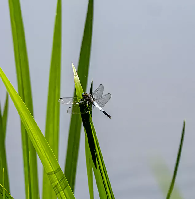 Why White Lake Families Trust White Lake Pest Control Pro for Mosquito Prevention?