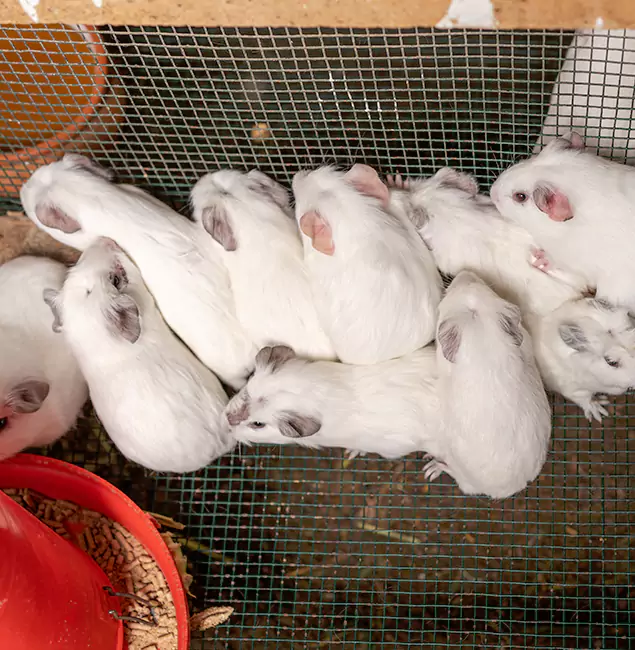 Why White Lake Pest Control Pro Is the Trusted Choice in White Lake, MI?