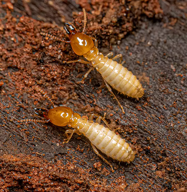 Why Choose White Lake Pest Control Pro for Termite Treatment Without Tenting in White Lake, MI?