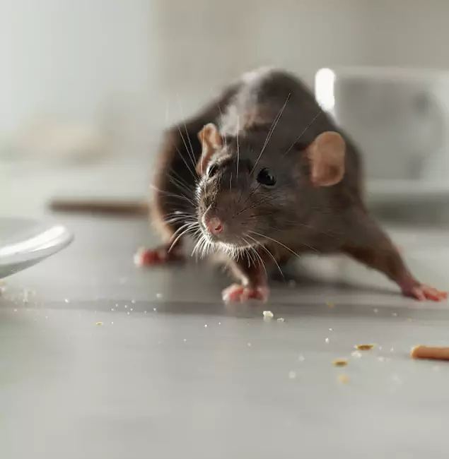 Why Choose White Lake Pest Control Pro for Rodent Control in White Lake, MI?