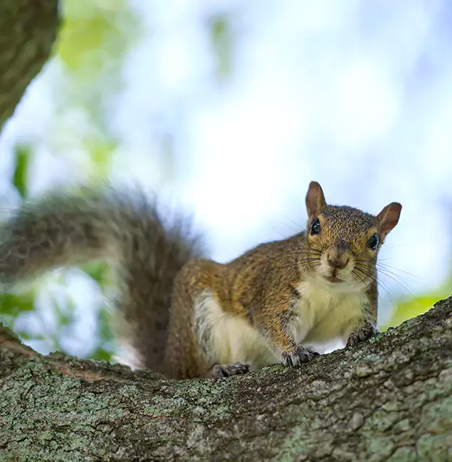 Why White Lake, MI Relies on White Lake Pest Control Pro for Squirrel Pest Control?