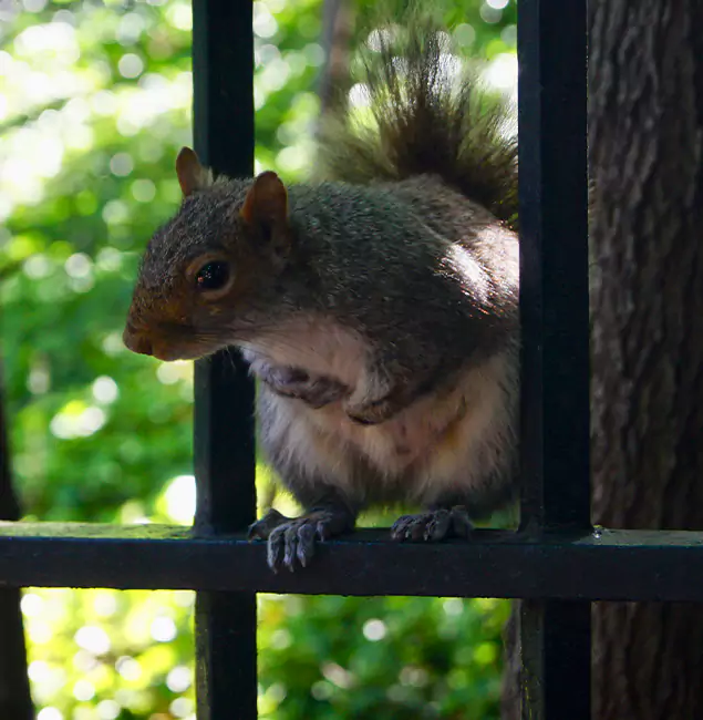 Why White Lake, MI Chooses White Lake Pest Control Pro for Squirrel Removal?