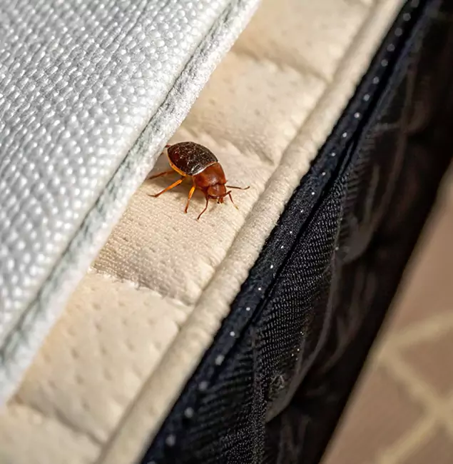 Why White Lake Homeowners Trust White Lake Pest Control Pro for Tick Treatment?