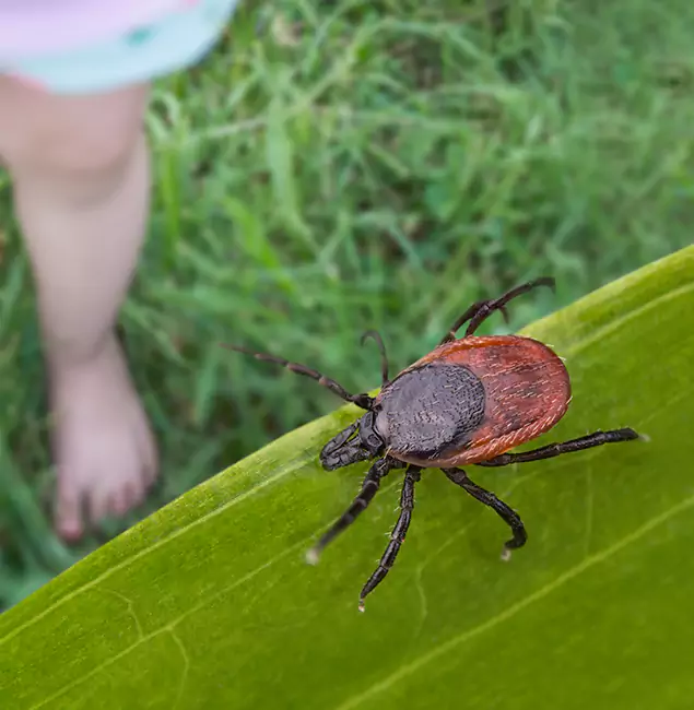 Why White Lake Homeowners Choose White Lake Pest Control Pro for Tick Extermination?