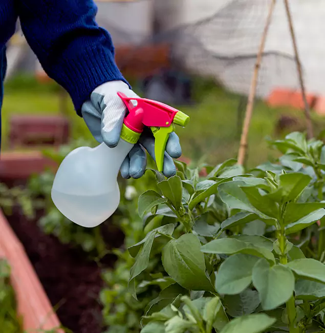 Why White Lake Relies on White Lake Pest Control Pro for Wasp Control Services?