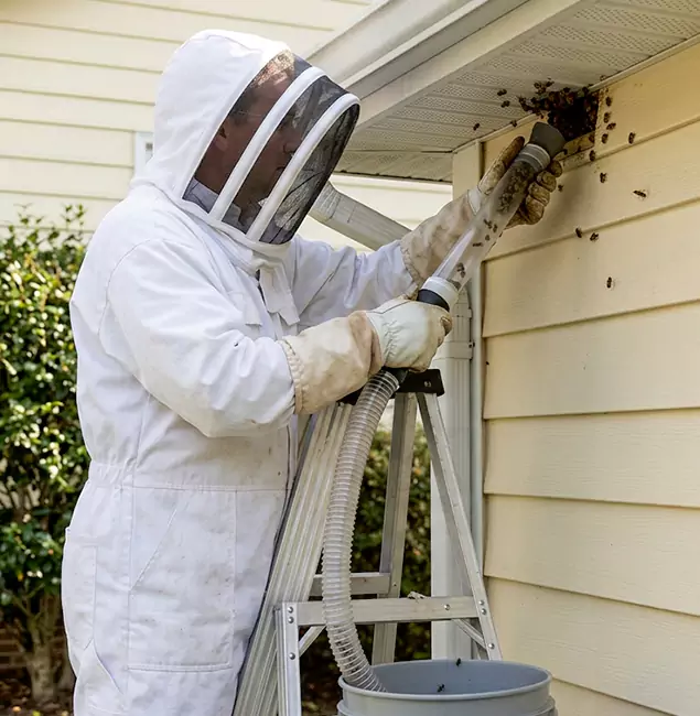 Why White Lake Trusts White Lake Pest Control Pro for Wasp Control?