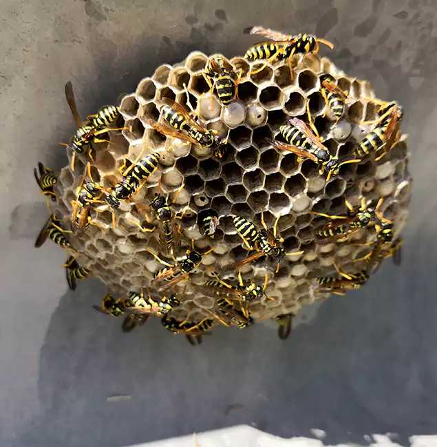 Why White Lake Chooses White Lake Pest Control Pro for Wasp Control Services?
