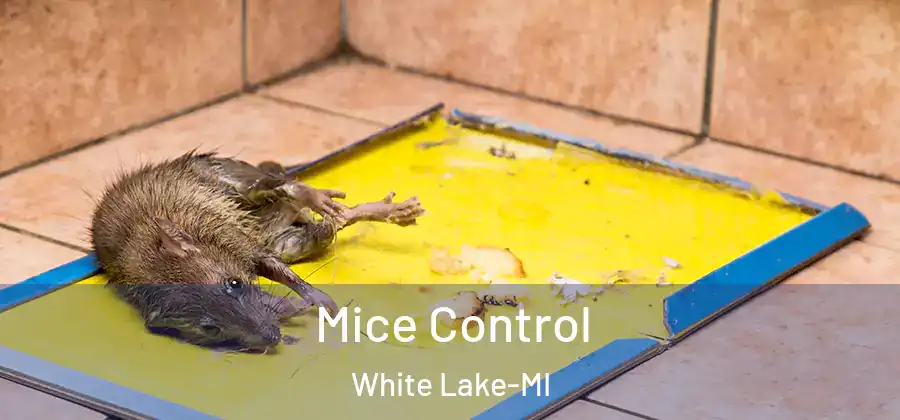 Mice Control White Lake-MI