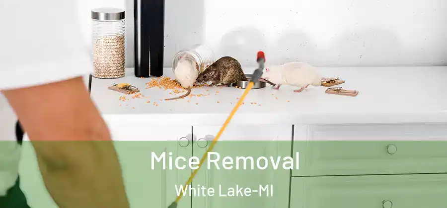 Mice Removal White Lake-MI