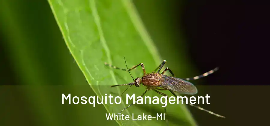 Mosquito Management White Lake-MI