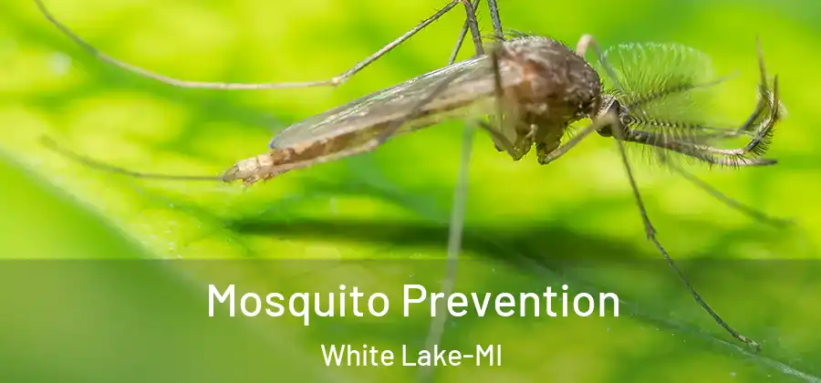 Mosquito Prevention White Lake-MI